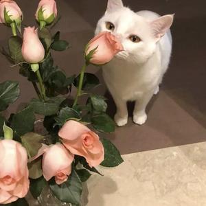 51大赛 - 香香公主
